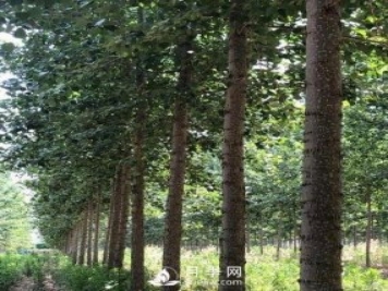 河南周口：培育出不飞絮的杨树新品种