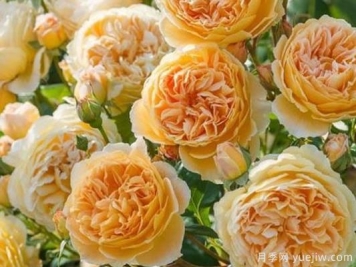 大花香水月季的养护方法，分享10种花香飘满屋