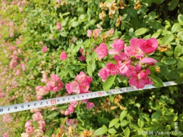 安吉拉月季盆栽苗，60厘米高基地发货