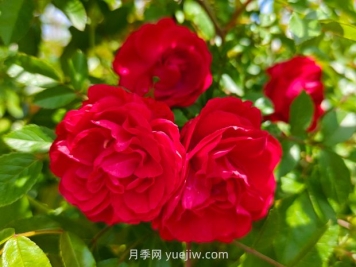 月季红木香爆花机器，花艳丽花量大花期长