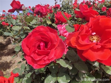 月季、玫瑰、蔷薇分别是什么？如何区别？